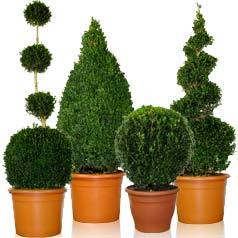 Oferecer uma planta